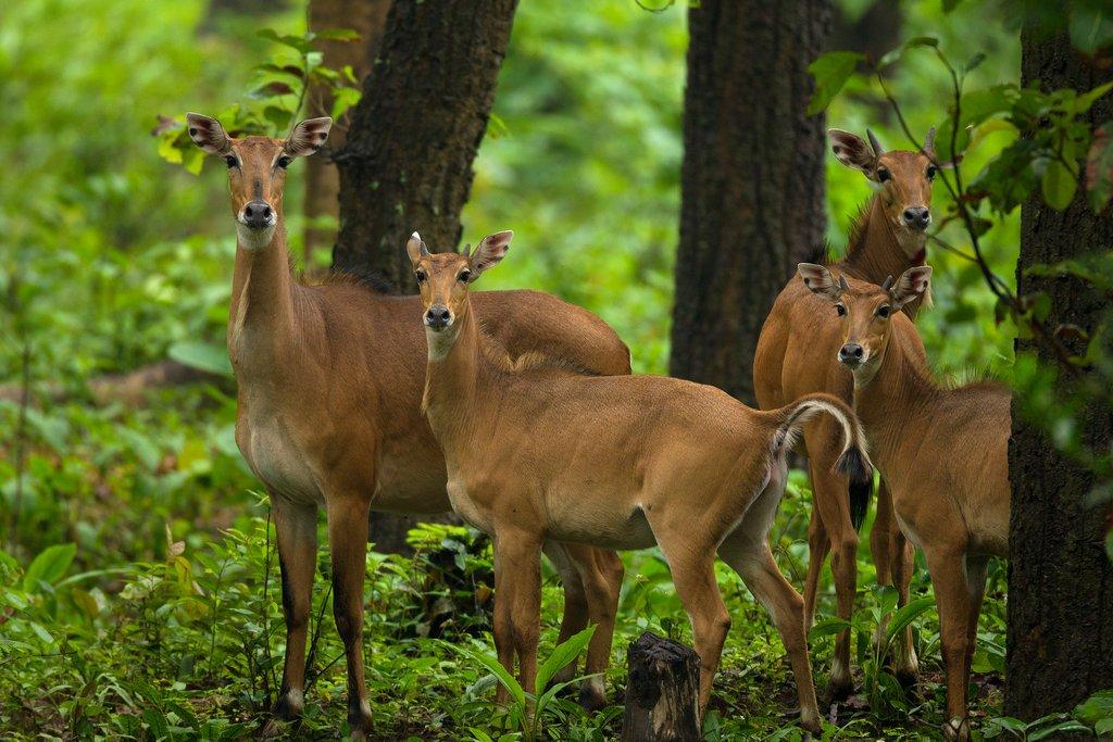 Wildlife In Chhattisgarh